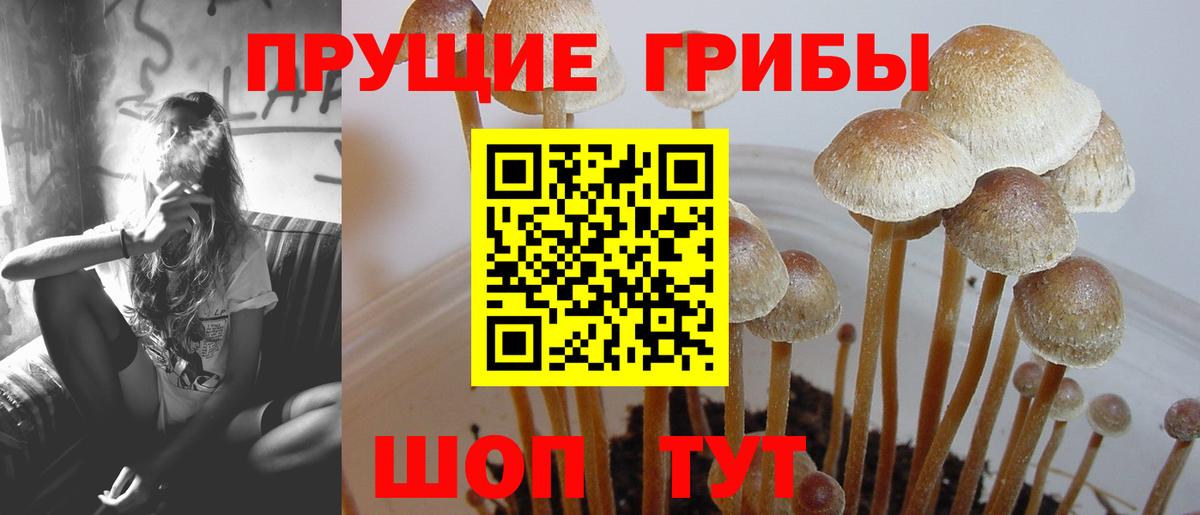 Псилоцибиновые грибы Psilocybine cubensis Реж